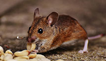24 Hour & Emergency Exterminators in Wentworths Location, NH